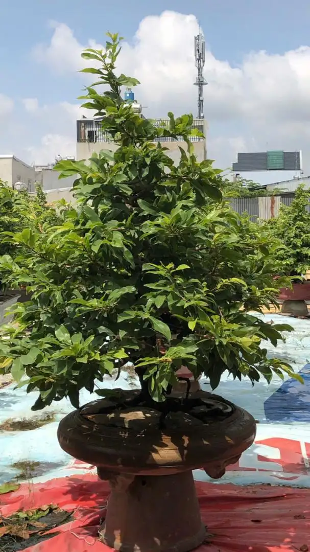 Vườn Mai Bonsai-Cổ Thụ Hà Ba Trận