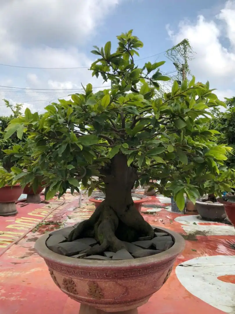 Vườn Mai Bonsai-Cổ Thụ Hà Ba Trận