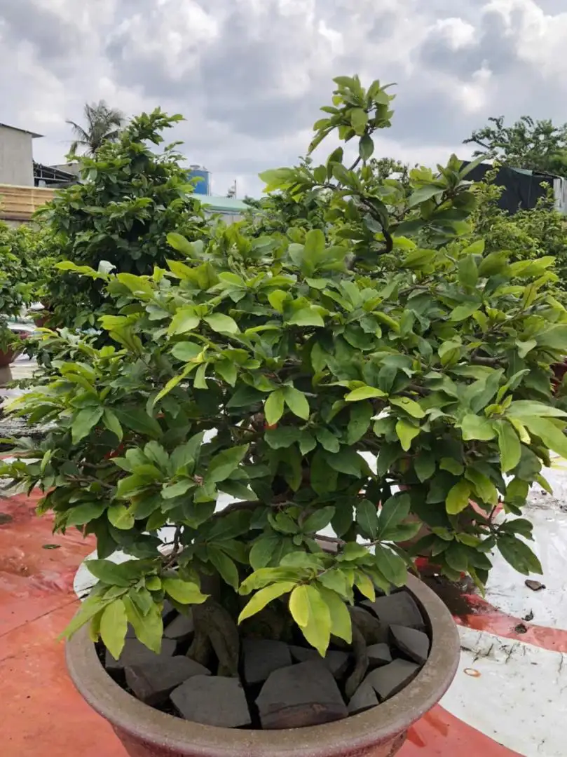 Vườn Mai Bonsai-Cổ Thụ Hà Ba Trận