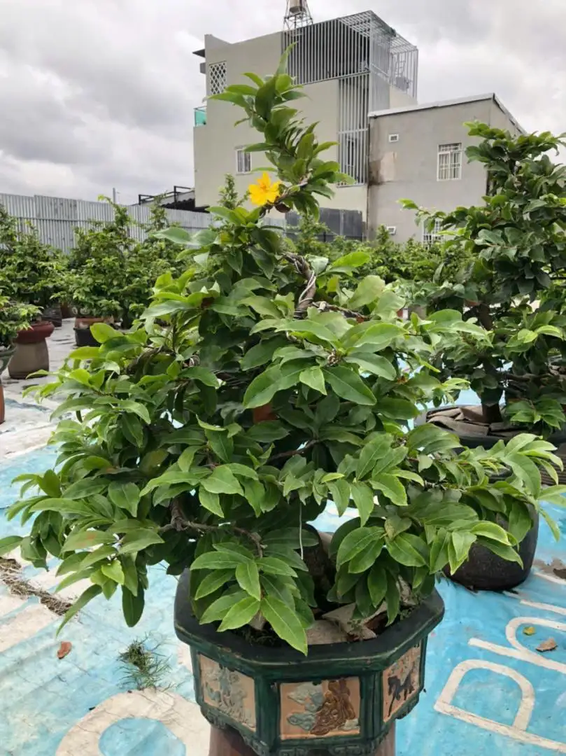 Vườn Mai Bonsai-Cổ Thụ Hà Ba Trận