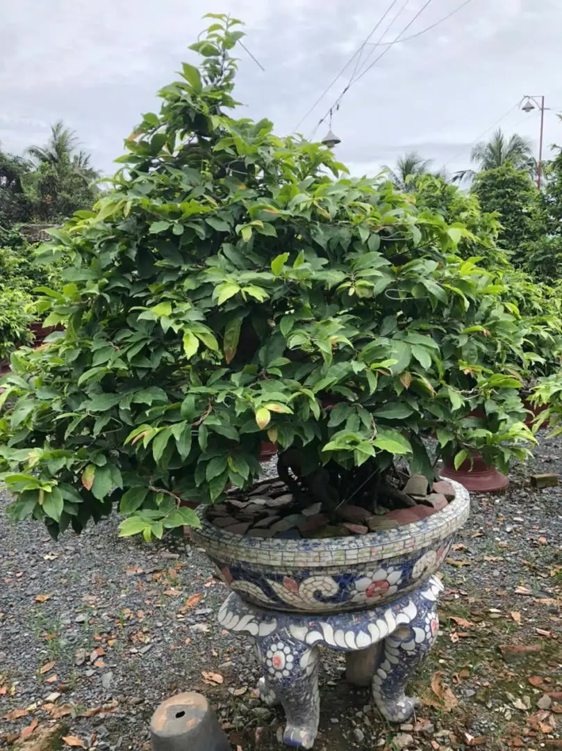 Vườn Mai Bonsai-Cổ Thụ Hà Ba Trận