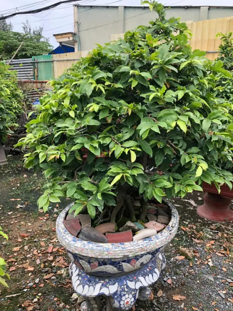 Vườn Mai Bonsai-Cổ Thụ Hà Ba Trận