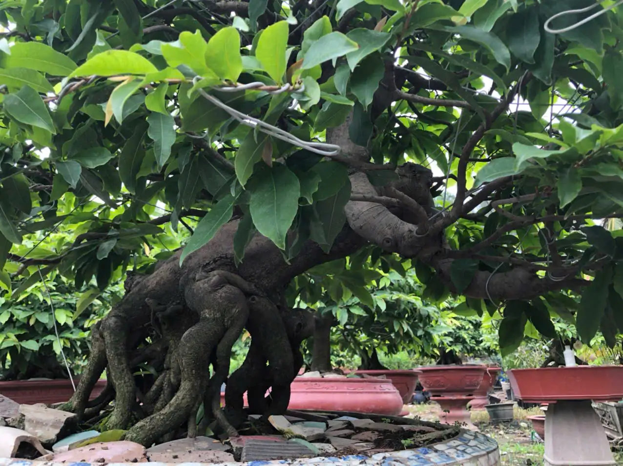 Vườn Mai Bonsai-Cổ Thụ Hà Ba Trận