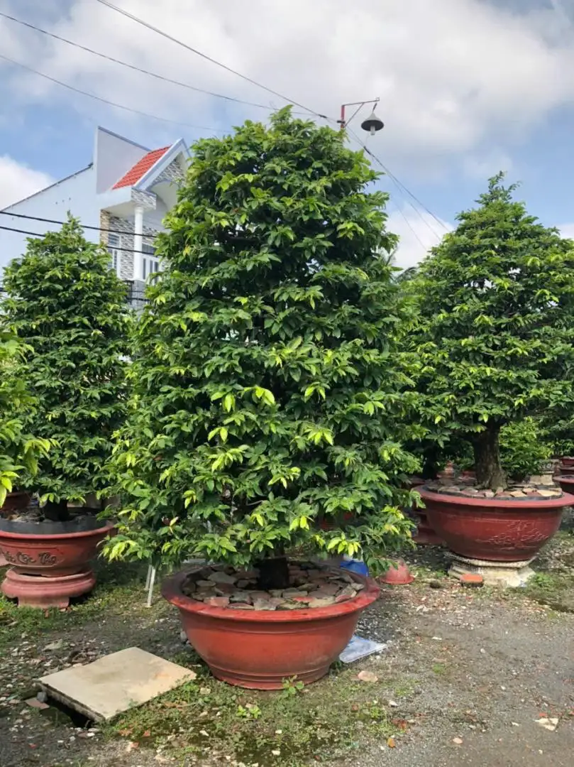 Vườn Mai Bonsai-Cổ Thụ Hà Ba Trận