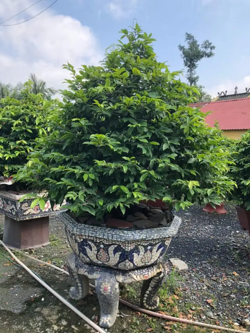 Vườn Mai Bonsai-Cổ Thụ Hà Ba Trận