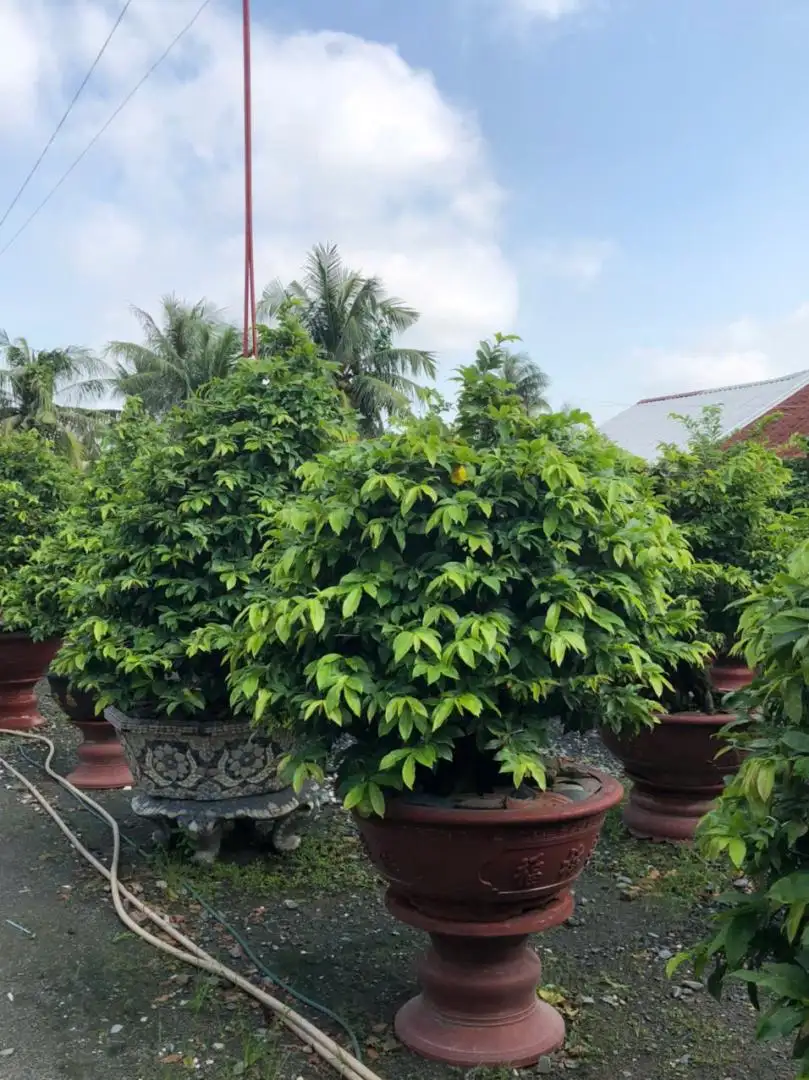 Vườn Mai Bonsai-Cổ Thụ Hà Ba Trận