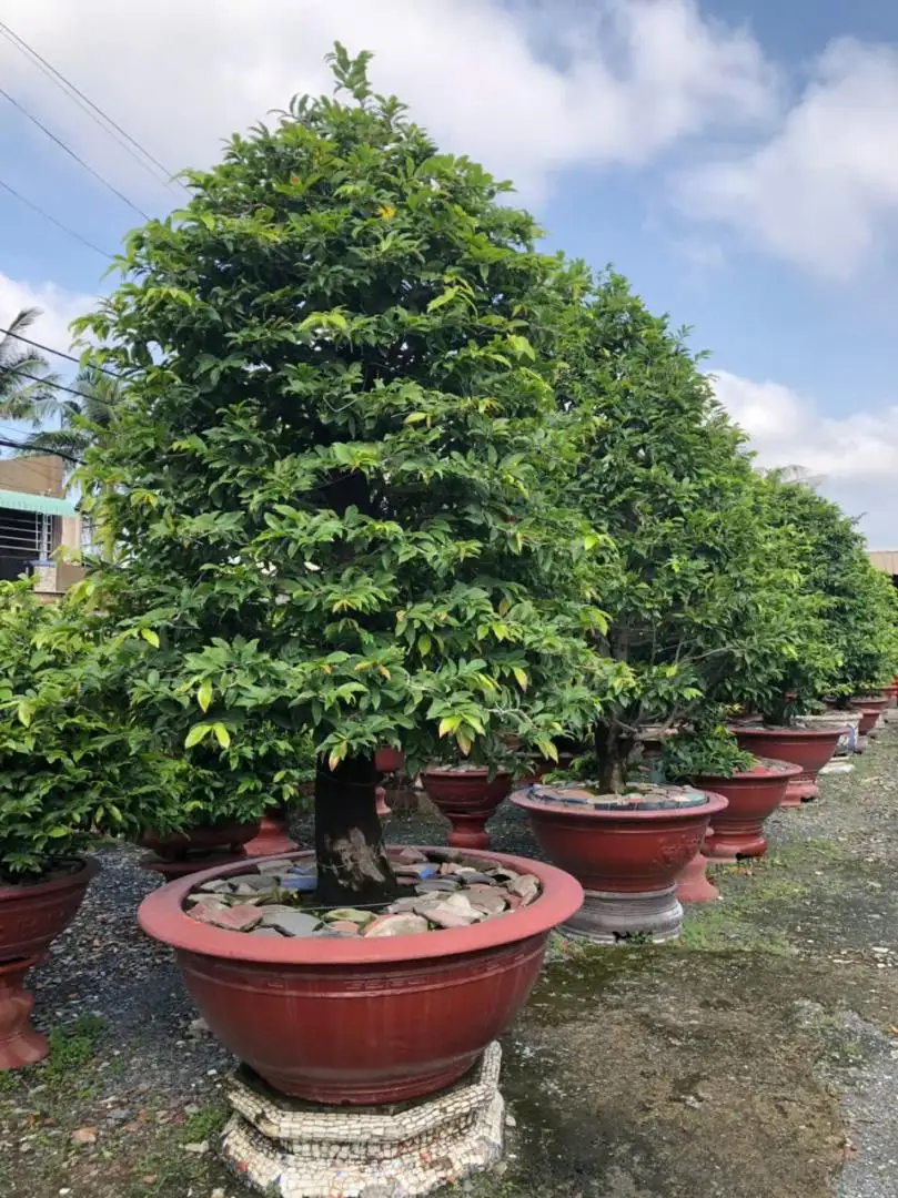 Vườn Mai Bonsai-Cổ Thụ Hà Ba Trận