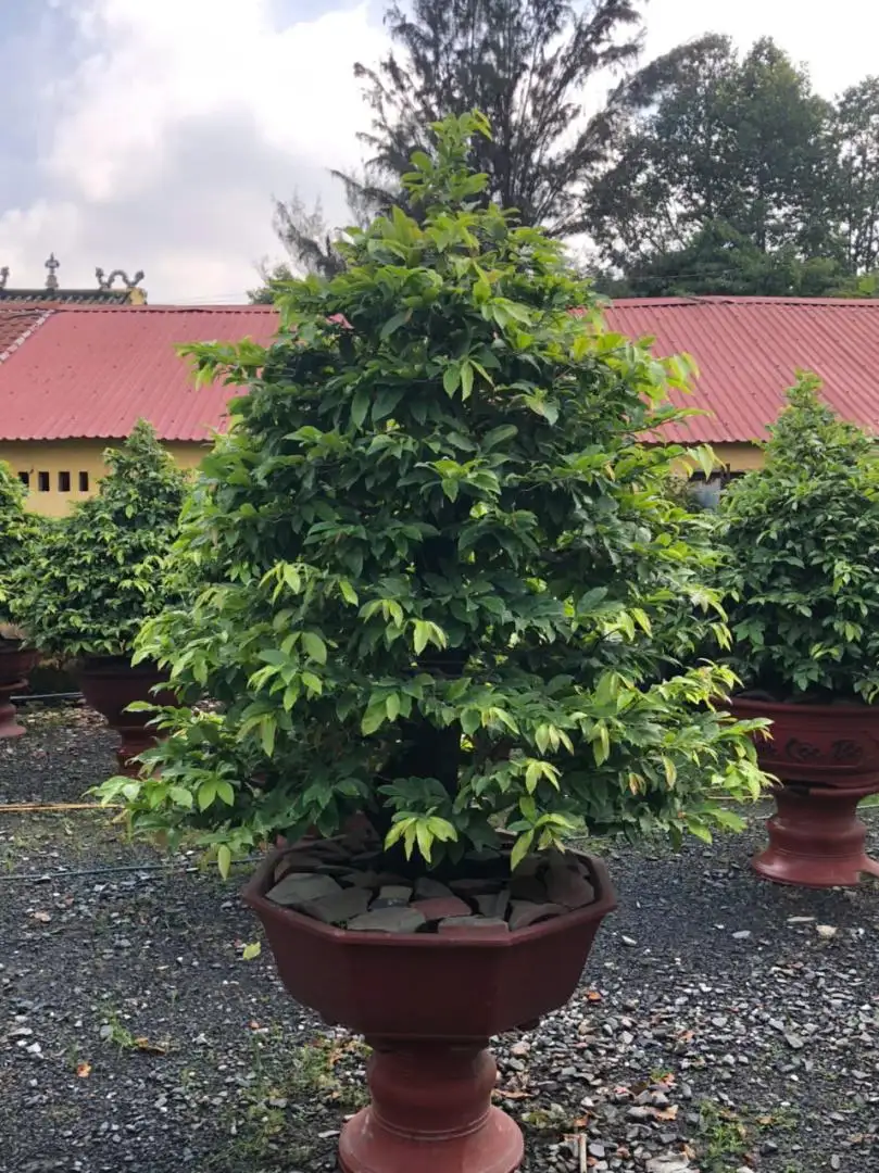 Vườn Mai Bonsai-Cổ Thụ Hà Ba Trận