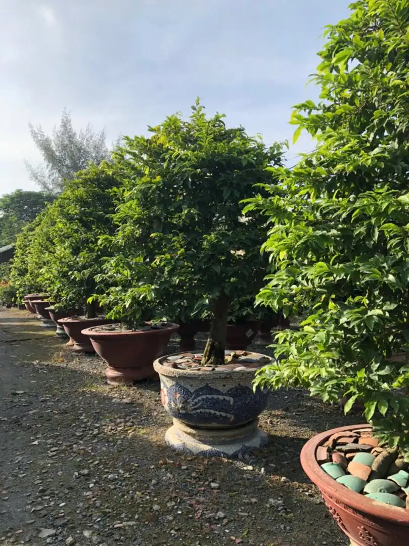 Vườn Mai Bonsai-Cổ Thụ Hà Ba Trận
