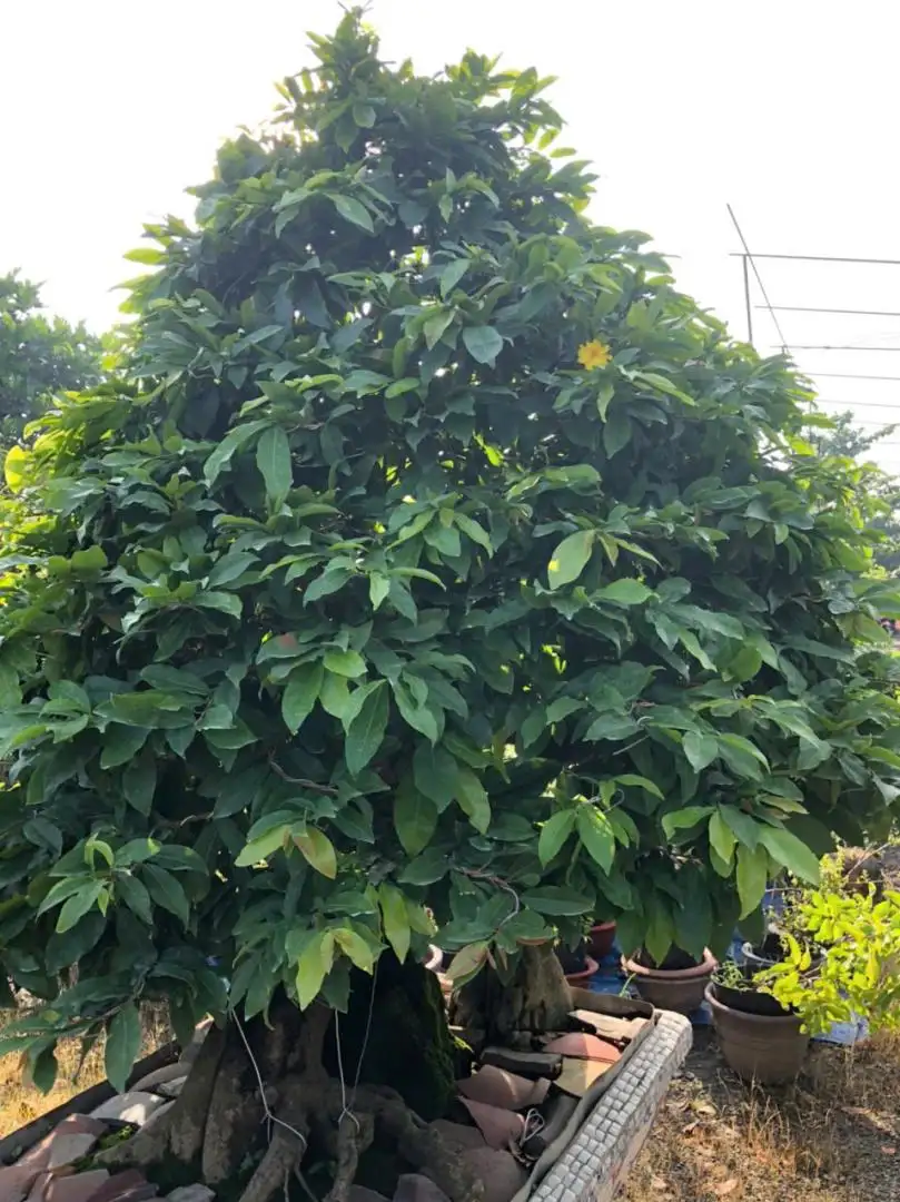 Vườn Mai Bonsai-Cổ Thụ Hà Ba Trận