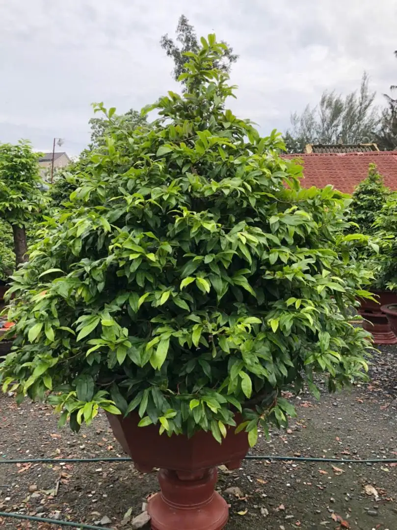 Vườn Mai Bonsai-Cổ Thụ Hà Ba Trận