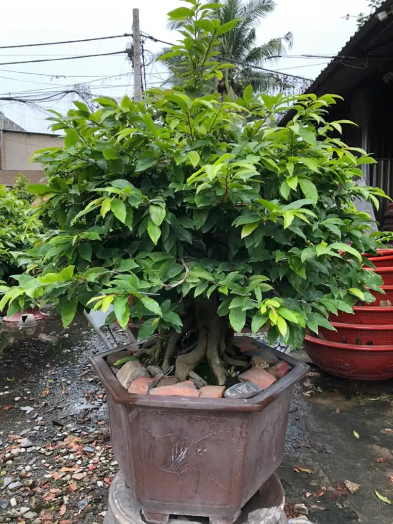 Vườn Mai Bonsai-Cổ Thụ Hà Ba Trận