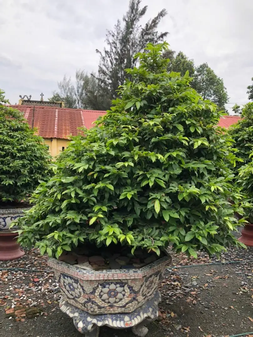 Vườn Mai Bonsai-Cổ Thụ Hà Ba Trận