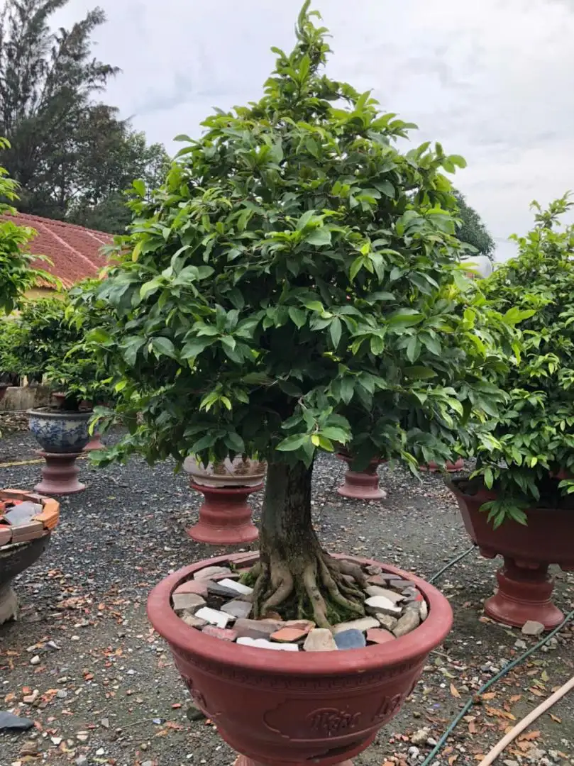 Vườn Mai Bonsai-Cổ Thụ Hà Ba Trận