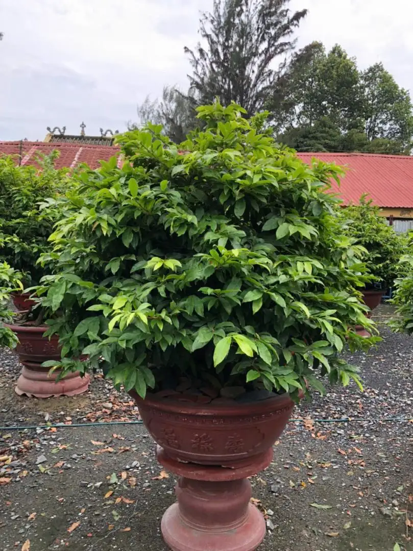 Vườn Mai Bonsai-Cổ Thụ Hà Ba Trận