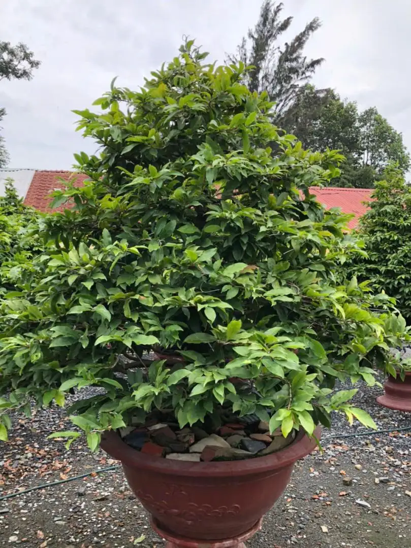 Vườn Mai Bonsai-Cổ Thụ Hà Ba Trận