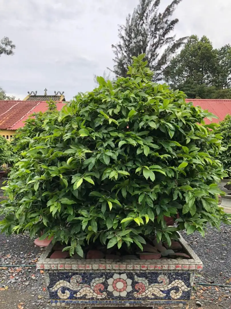Vườn Mai Bonsai-Cổ Thụ Hà Ba Trận