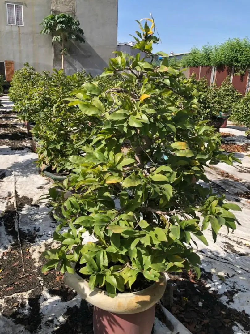 Vườn Mai Bonsai-Cổ Thụ Hà Ba Trận