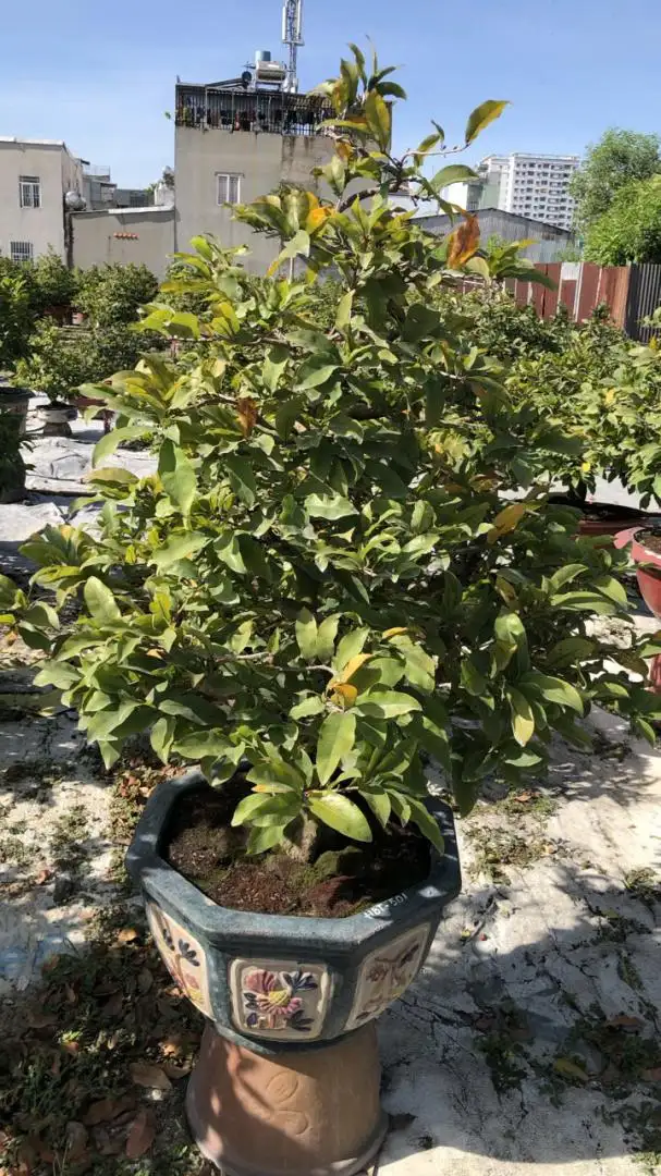 Vườn Mai Bonsai-Cổ Thụ Hà Ba Trận