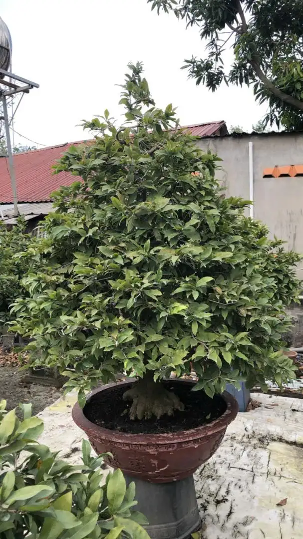 Vườn Mai Bonsai-Cổ Thụ Hà Ba Trận