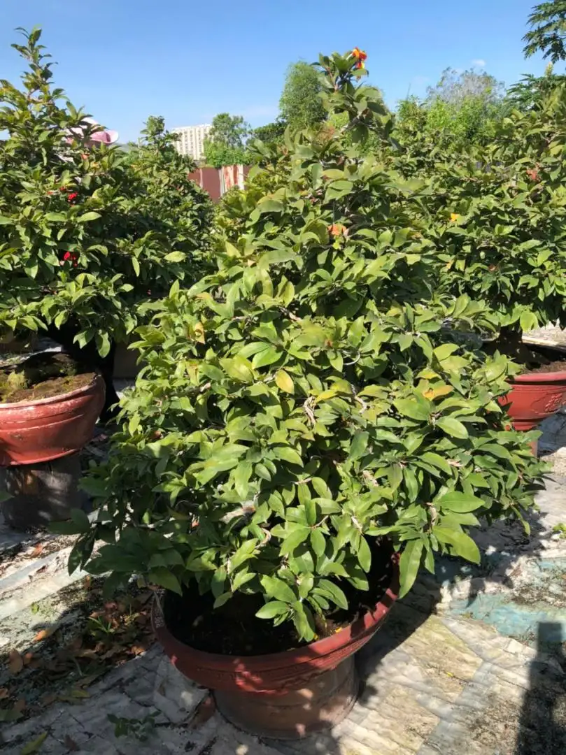 Vườn Mai Bonsai-Cổ Thụ Hà Ba Trận