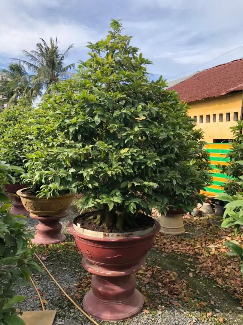 Vườn Mai Bonsai-Cổ Thụ Hà Ba Trận