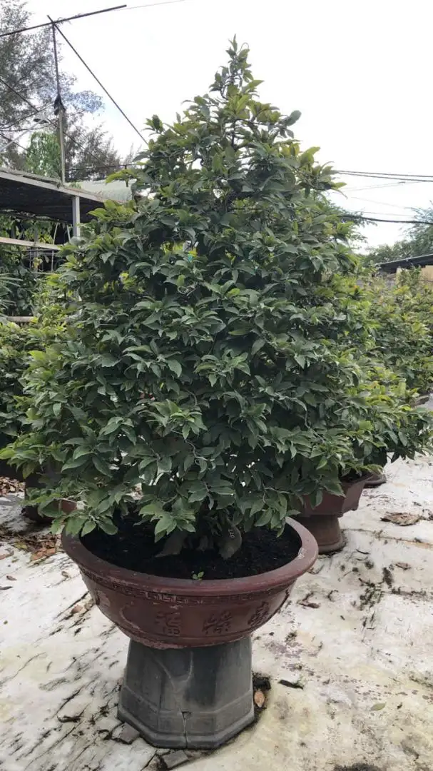Vườn Mai Bonsai-Cổ Thụ Hà Ba Trận