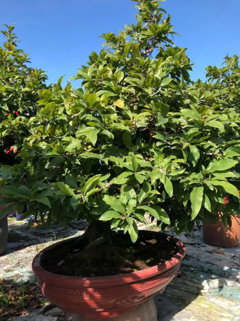 Vườn Mai Bonsai-Cổ Thụ Hà Ba Trận