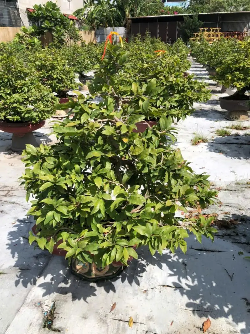 Vườn Mai Bonsai-Cổ Thụ Hà Ba Trận