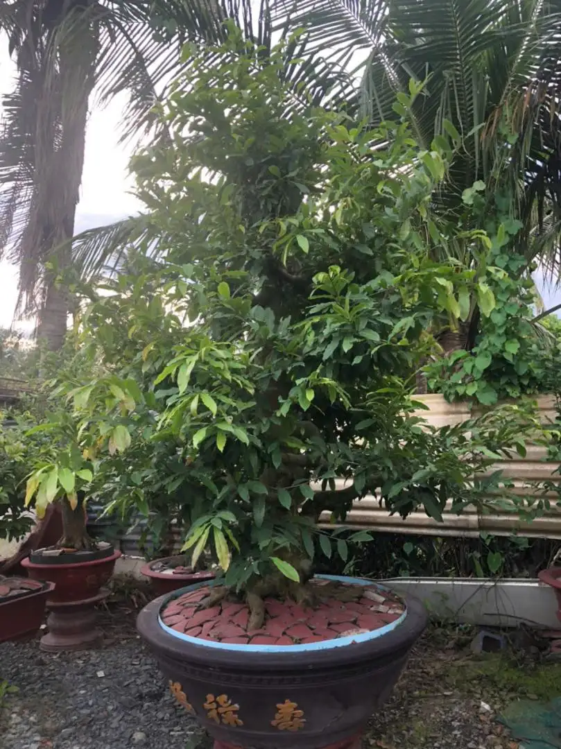 Vườn Mai Bonsai-Cổ Thụ Hà Ba Trận