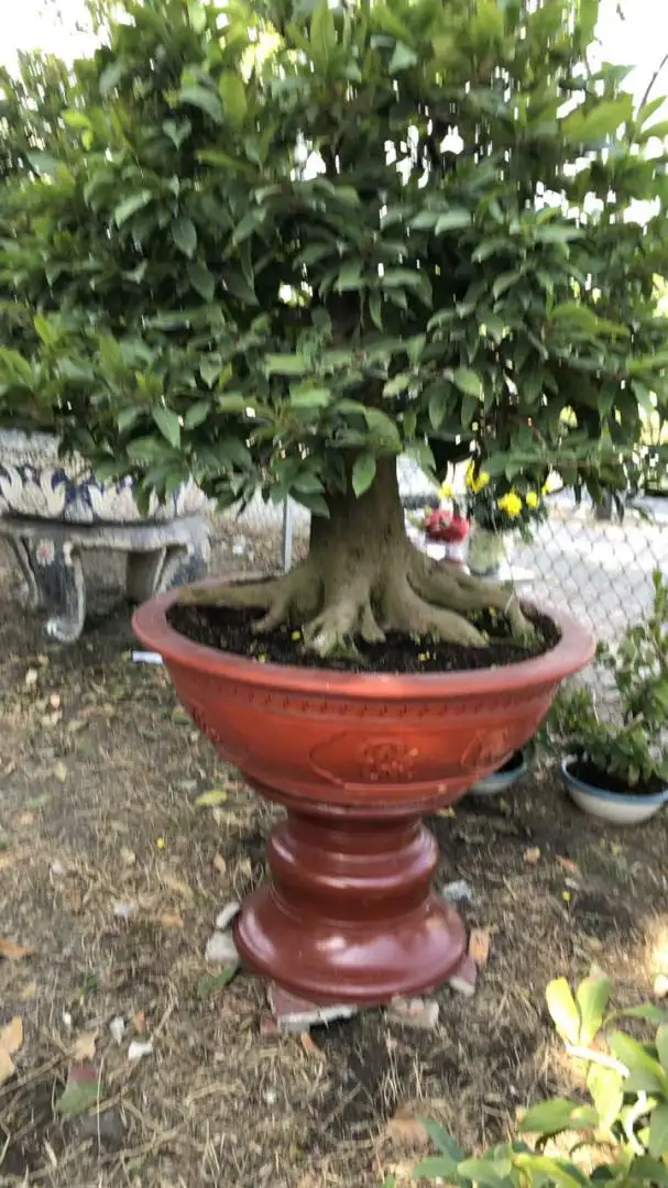 Vườn Mai Bonsai-Cổ Thụ Hà Ba Trận