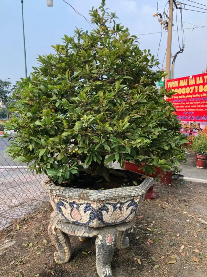 Vườn Mai Bonsai-Cổ Thụ Hà Ba Trận