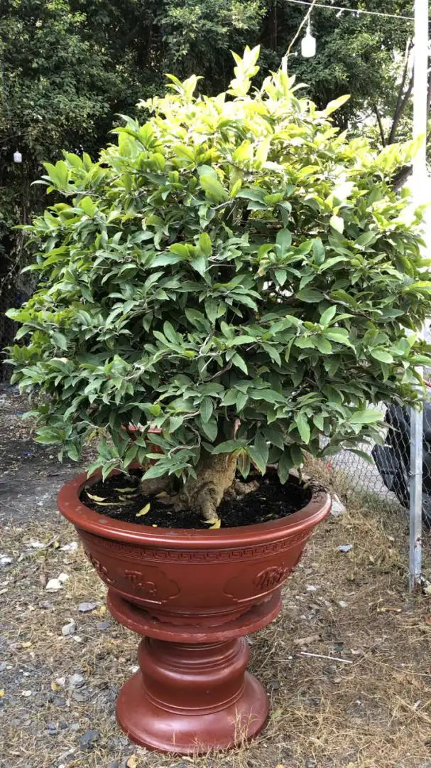 Vườn Mai Bonsai-Cổ Thụ Hà Ba Trận
