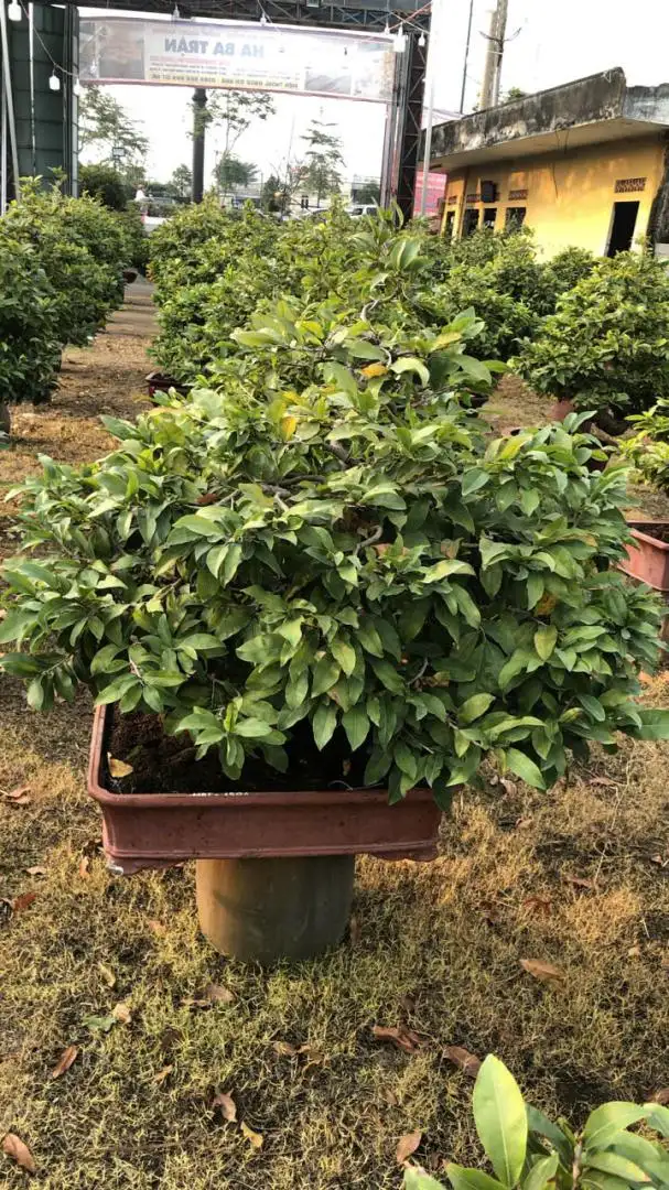 Vườn Mai Bonsai-Cổ Thụ Hà Ba Trận