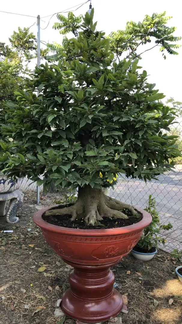 Vườn Mai Bonsai-Cổ Thụ Hà Ba Trận