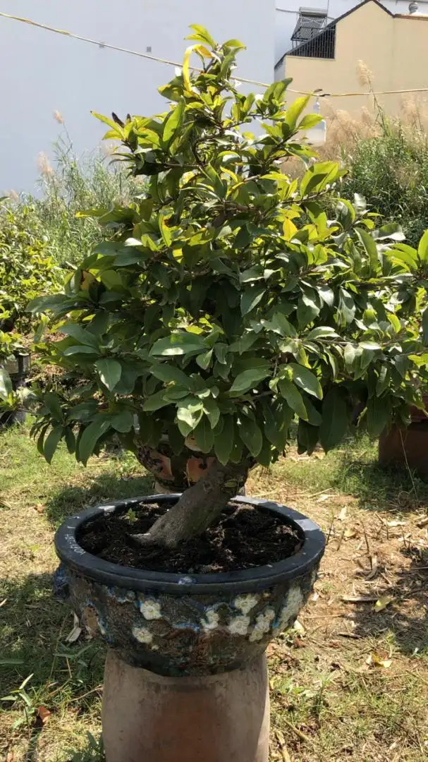 Vườn Mai Bonsai-Cổ Thụ Hà Ba Trận