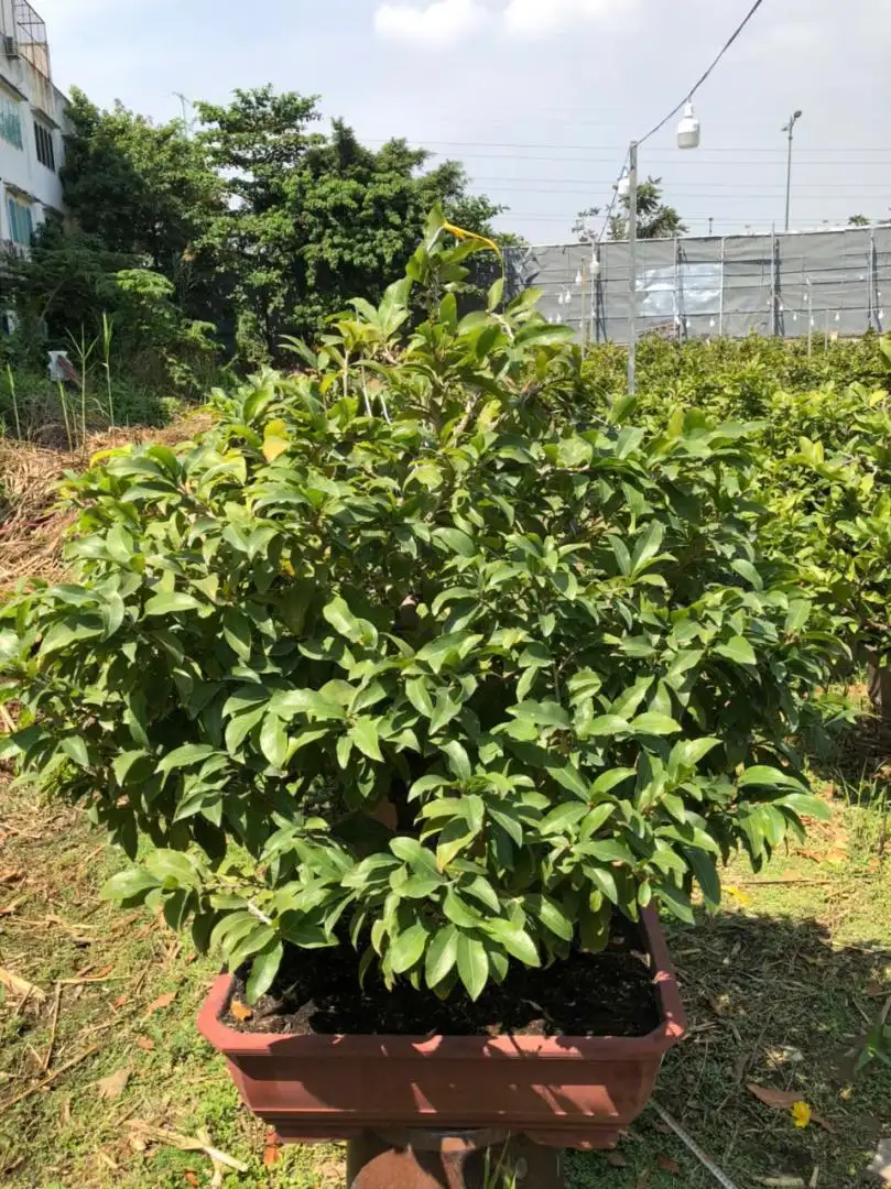 Vườn Mai Bonsai-Cổ Thụ Hà Ba Trận