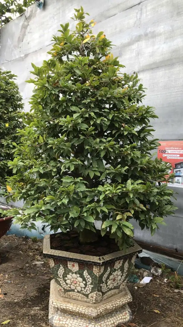 Vườn Mai Bonsai-Cổ Thụ Hà Ba Trận