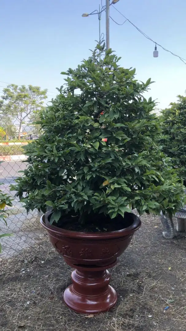 Vườn Mai Bonsai-Cổ Thụ Hà Ba Trận