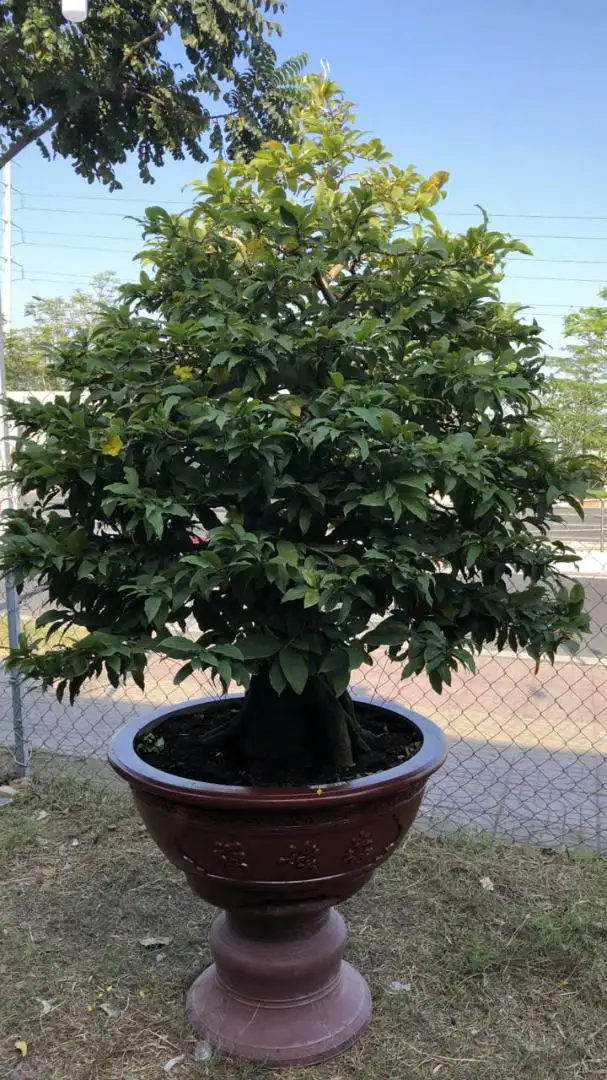 Vườn Mai Bonsai-Cổ Thụ Hà Ba Trận