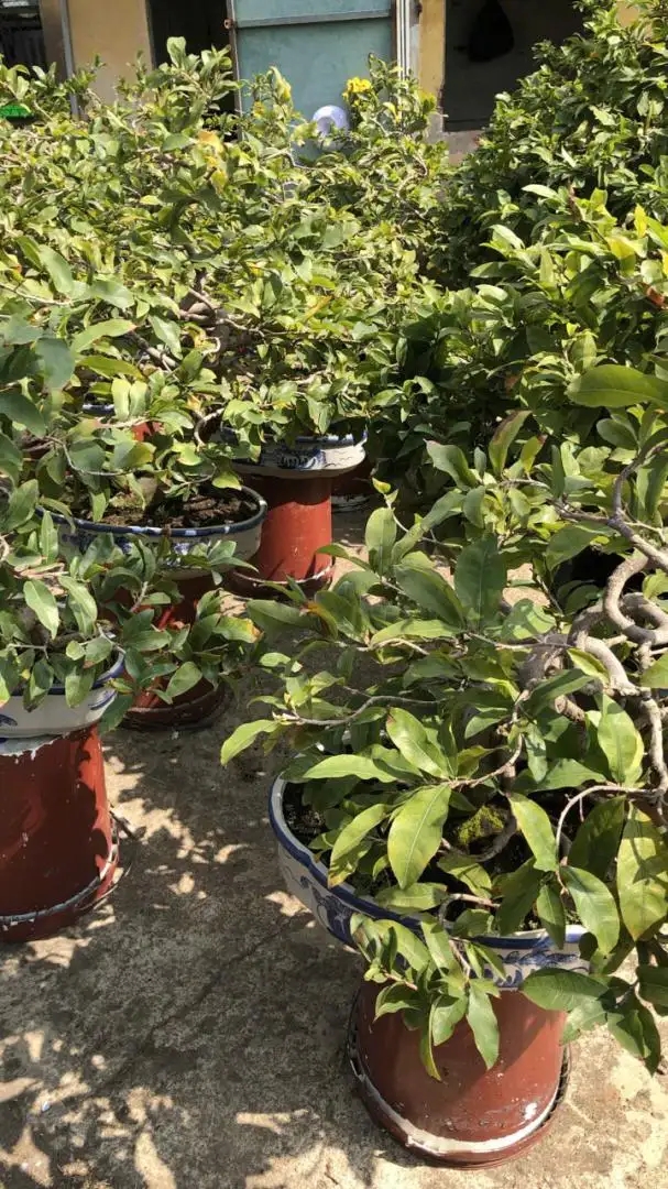 Vườn Mai Bonsai-Cổ Thụ Hà Ba Trận