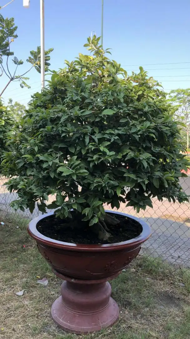 Vườn Mai Bonsai-Cổ Thụ Hà Ba Trận