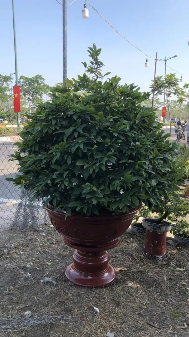Vườn Mai Bonsai-Cổ Thụ Hà Ba Trận