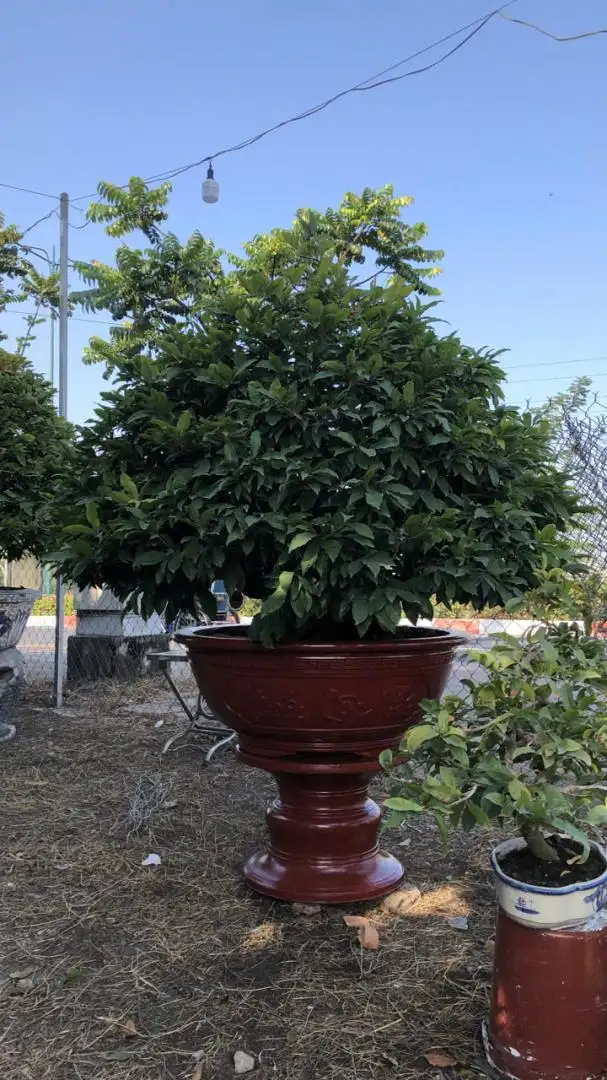 Vườn Mai Bonsai-Cổ Thụ Hà Ba Trận