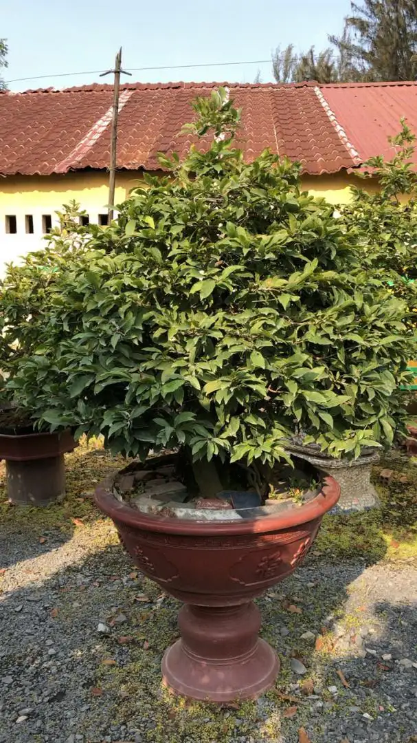 Vườn Mai Bonsai-Cổ Thụ Hà Ba Trận