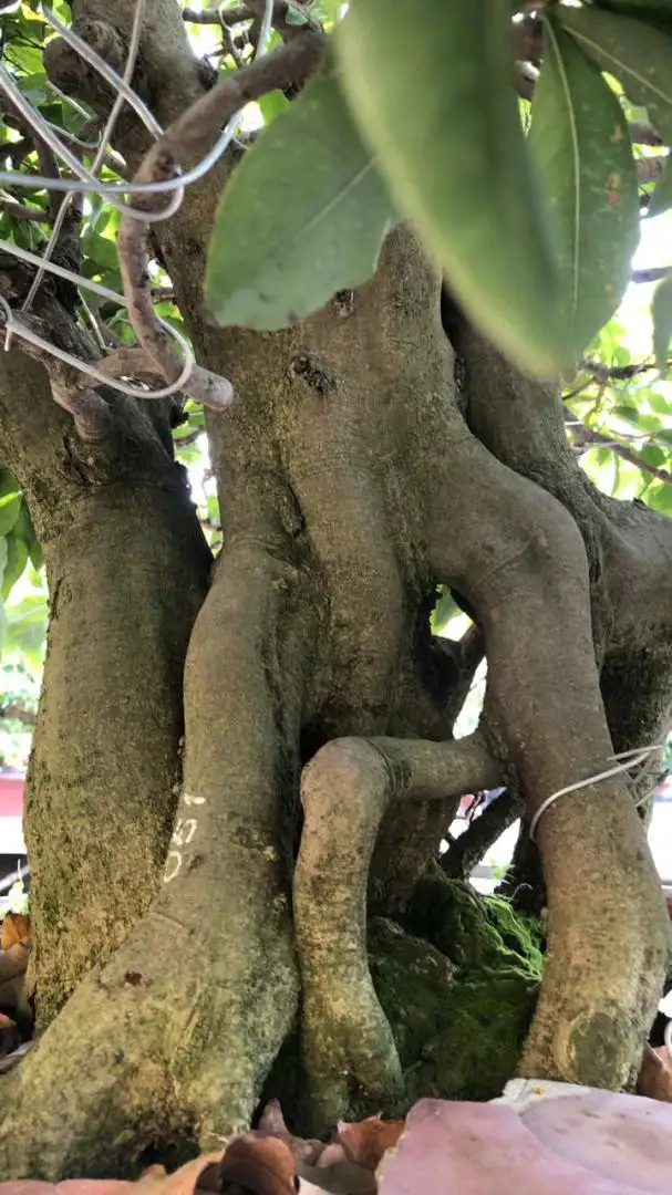 Vườn Mai Bonsai-Cổ Thụ Hà Ba Trận