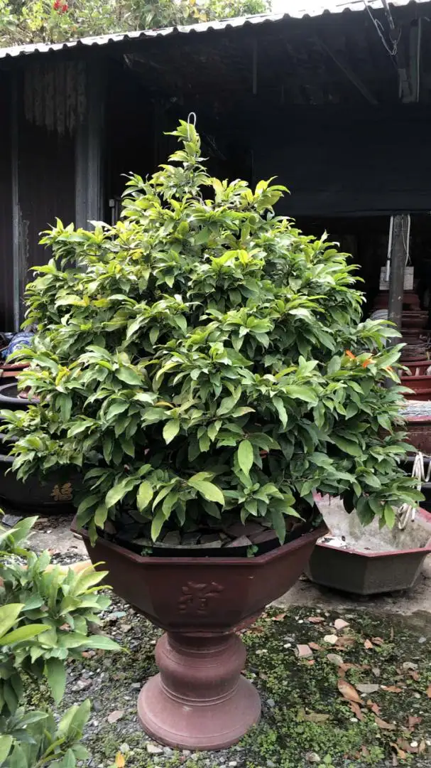 Vườn Mai Bonsai-Cổ Thụ Hà Ba Trận
