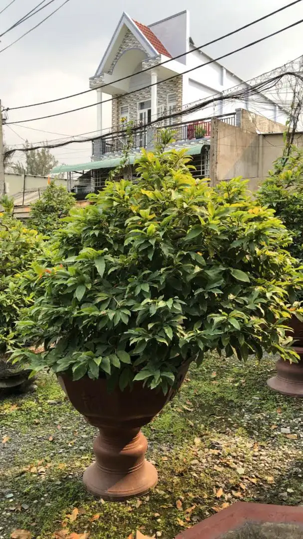 Vườn Mai Bonsai-Cổ Thụ Hà Ba Trận