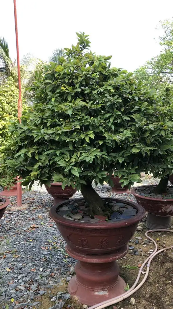 Vườn Mai Bonsai-Cổ Thụ Hà Ba Trận