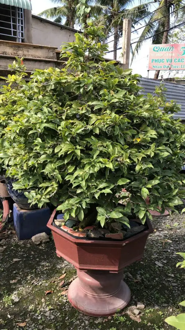 Vườn Mai Bonsai-Cổ Thụ Hà Ba Trận